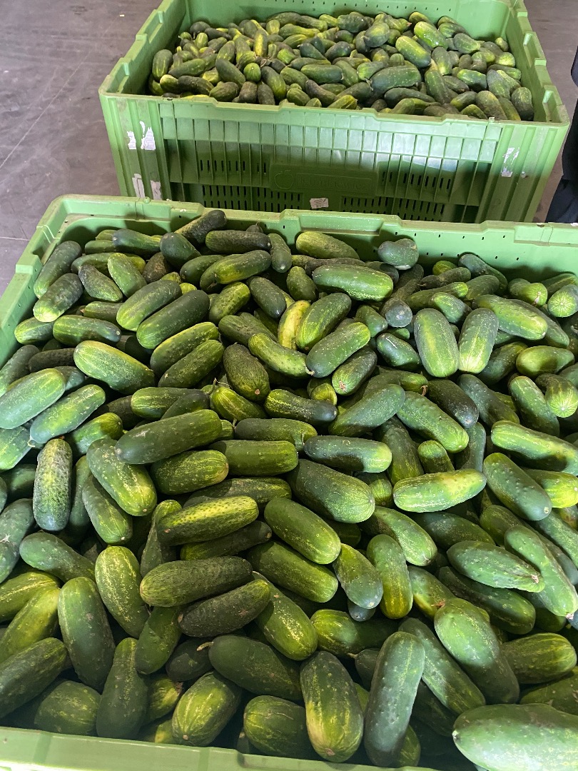 I will sell salad cucumbers, sonata variety, I have large quantities
