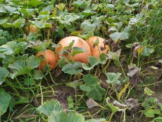 I have a giant pumpkins for sale, perfect for