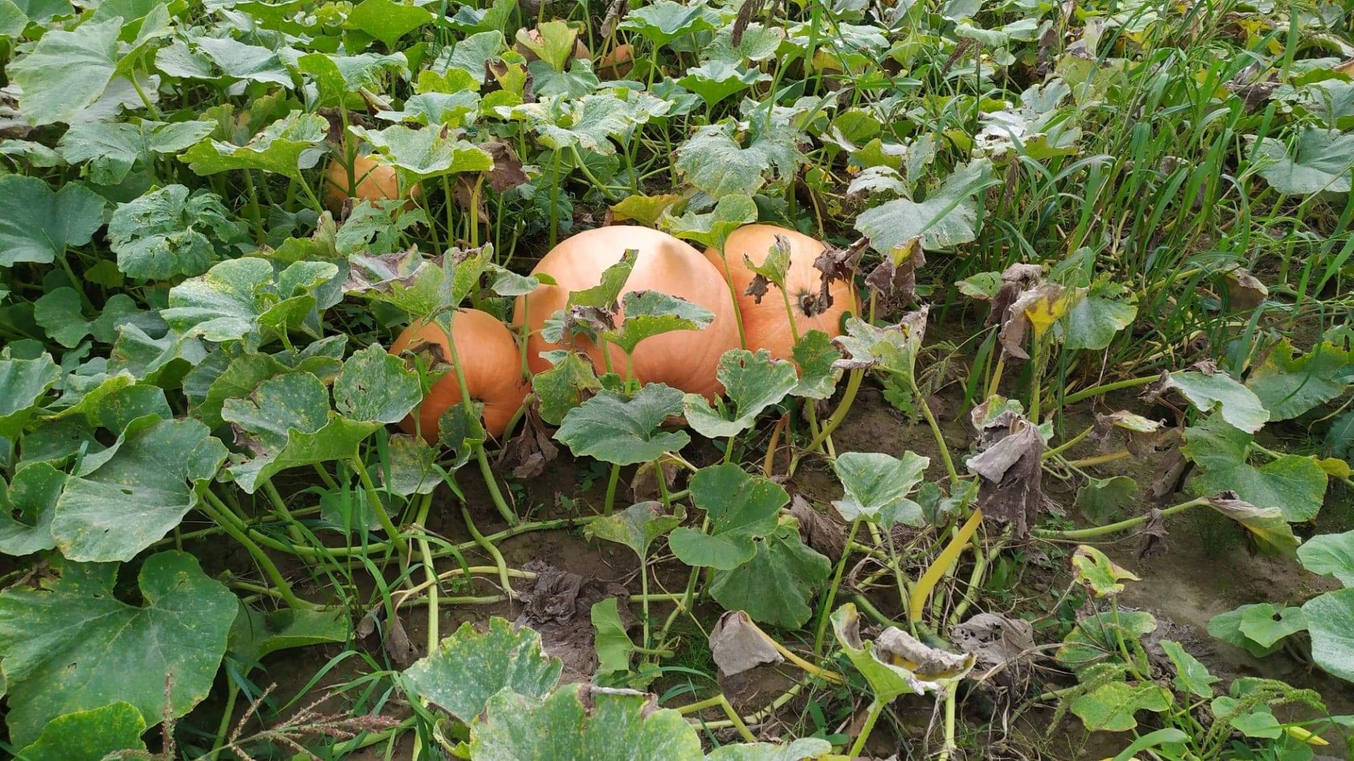 I have a giant pumpkins for sale, perfect for various types of preserves and more