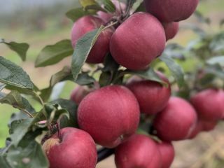 I will sell a high-quality apple, in color, size,