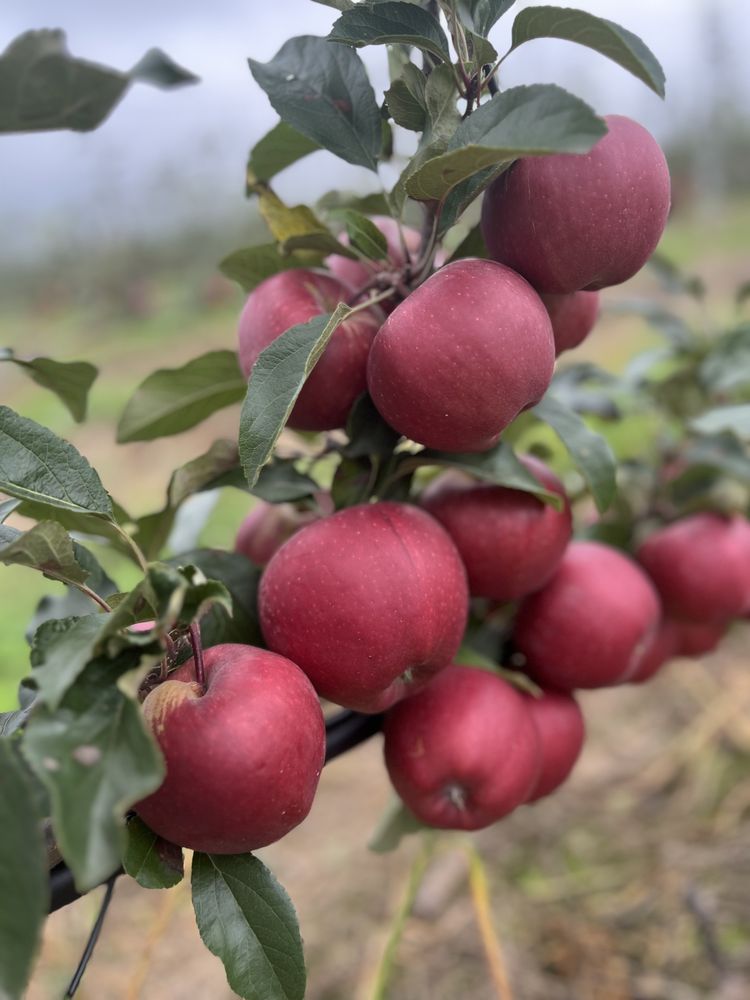 I will sell a high-quality apple, in color, size, no scab, no hail: Golden, Jeramin, Fuji, Decosta, Pinova, Black Prince, Champion Apple from the manufacturer