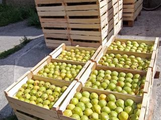 I will sell a high-quality pear from my own