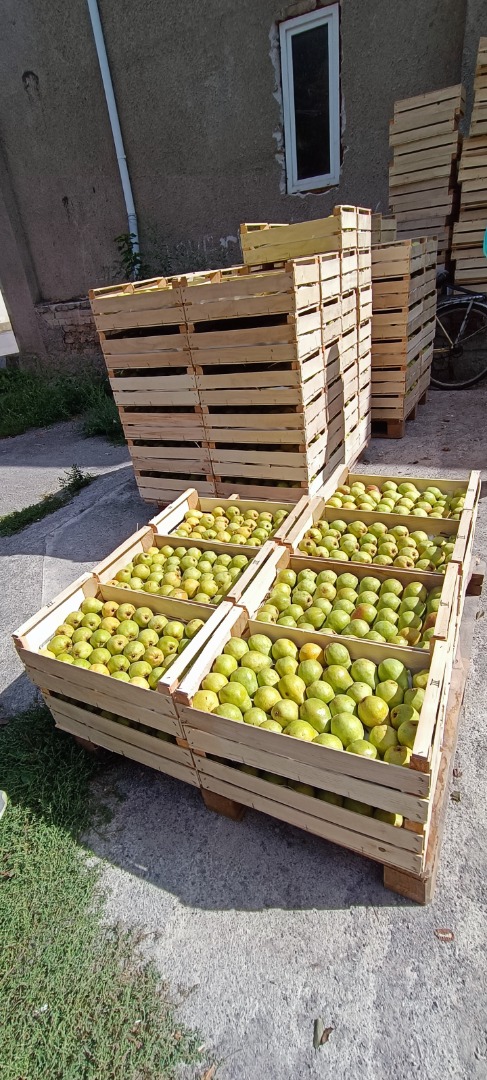I will sell a high-quality pear from my own orchard), delivery to be agreed