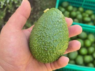 Hi. We are a company with our own avocado