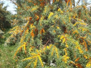Top-quality sea buckthorn berries from own plantations located in