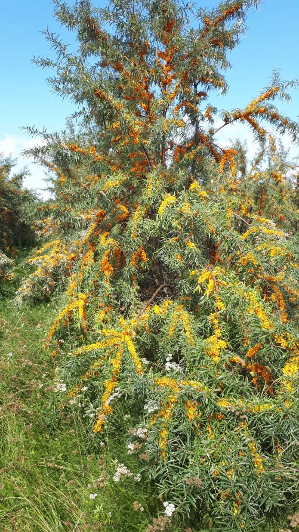 Top-quality sea buckthorn berries from own plantations located in the area of GREEN PŁUC POLSKI in Podlasie