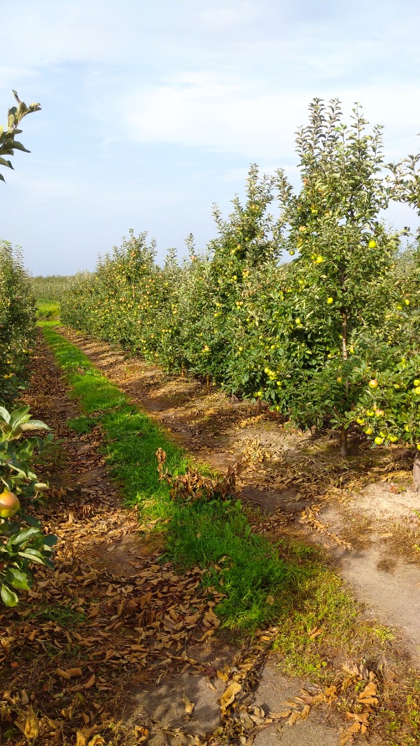 I will sell champion and idared in any packaging without hail and after the summer cut, the harvest at the end of September and the beginning of October