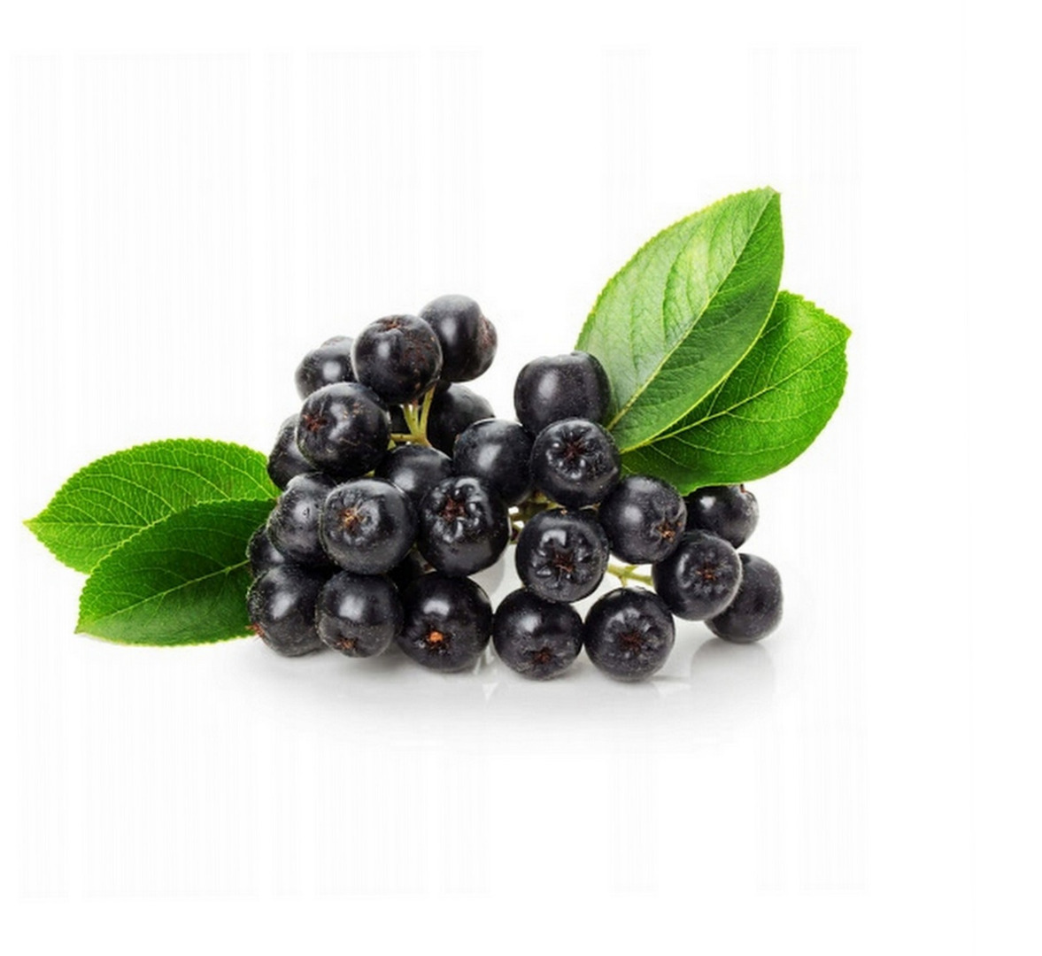 I will sell organic chokeberry, no fertilizers and no sprays