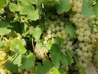 I am selling wine grapes of the Feteasca regala