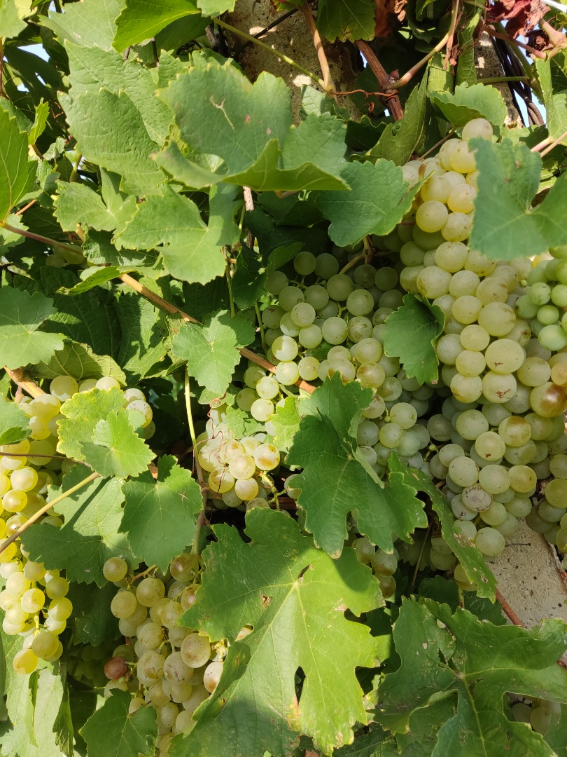 I am selling wine grapes of the Feteasca regala and alba varieties