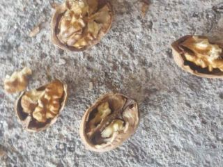 Hi I sell first quality peeled walnuts and abaino