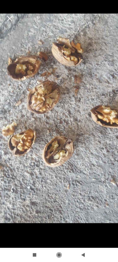 Hi I sell first quality peeled walnuts and abaino also with the peel always new walnuts in season and very good and ecological we sell in large quantities or