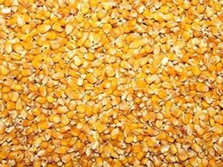I am selling grain corn for the 2022 harvest.