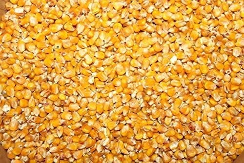 I am selling grain corn for the 2022 harvest