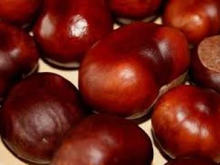 Hello, we have been purchasing chestnuts in the Lubuskie