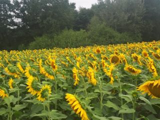 Please contact us for sunflower seeds from the Polish