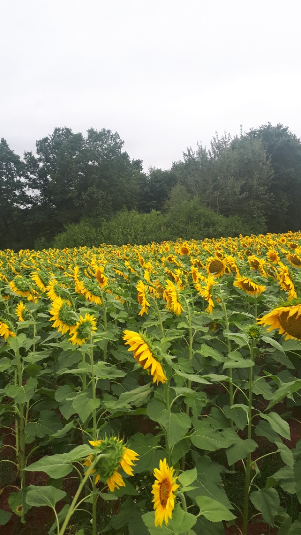 Please contact us for sunflower seeds from the Polish cultivated pools in Lower Silesia
