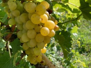 I will sell very good quality grapes in large