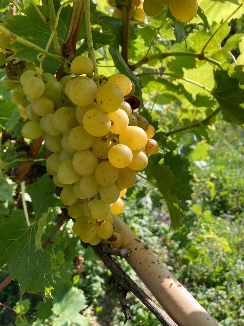 I will sell very good quality grapes in large quantities