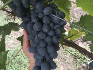 quality grapes of the Moldavian variety