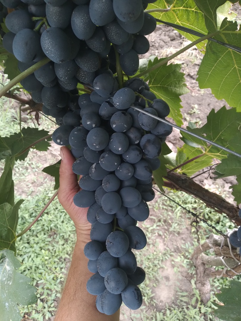 quality grapes of the Moldavian variety