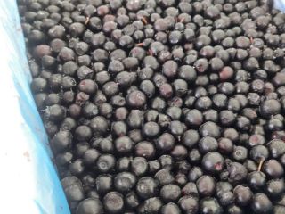 E-cleaning wild blueberries (forest blueberry) HACCP There are also