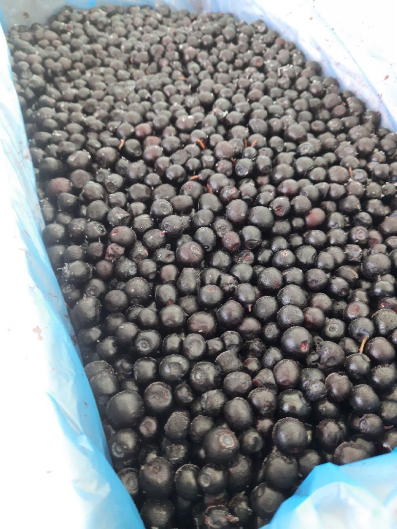 E-cleaning wild blueberries (forest blueberry) HACCP There are also lingonberries and wild cranberries Price excl