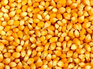 Yellow Maize available daily for purchase at negotiable rates