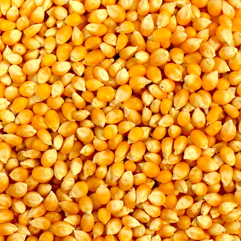 Yellow Maize available daily for purchase at negotiable rates dependent on tonnages ordered (*Price excludes logistics and shipping)