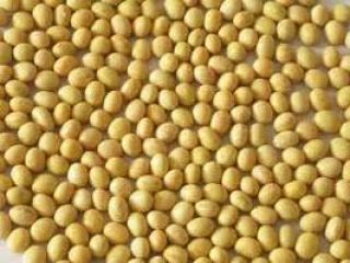 Very clean soy beans, well dried and ready for