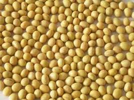 Very clean soy beans, well dried and ready for the market