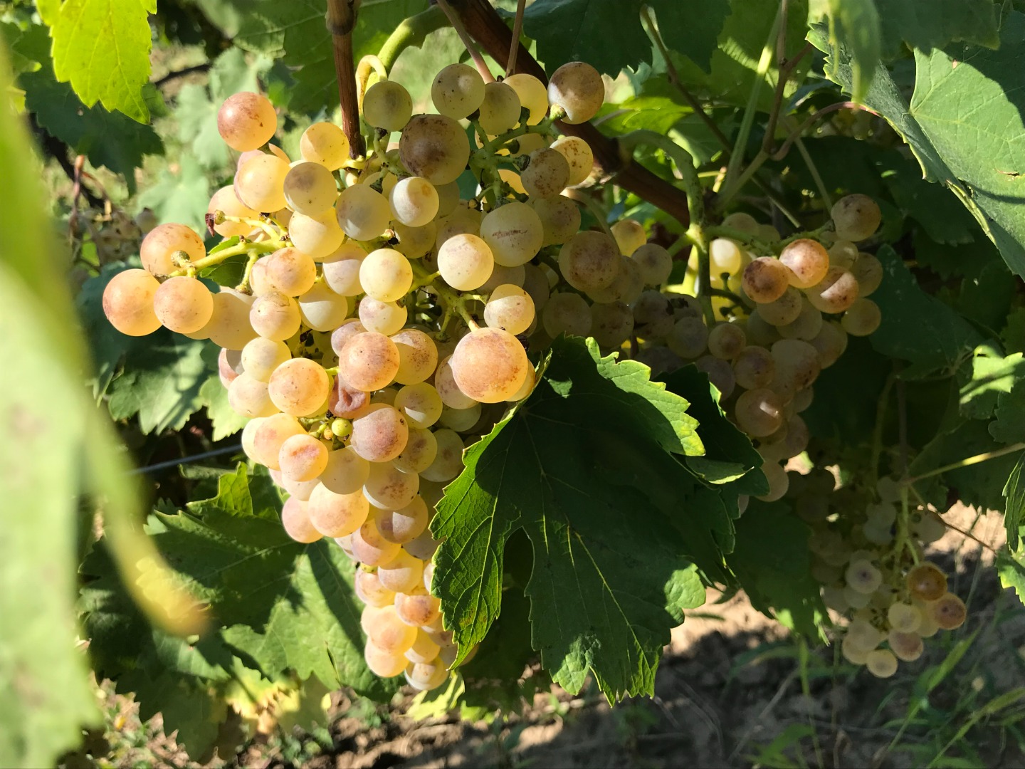 I am selling table grapes, ceasla, production of the current year 2022, Panciu area
