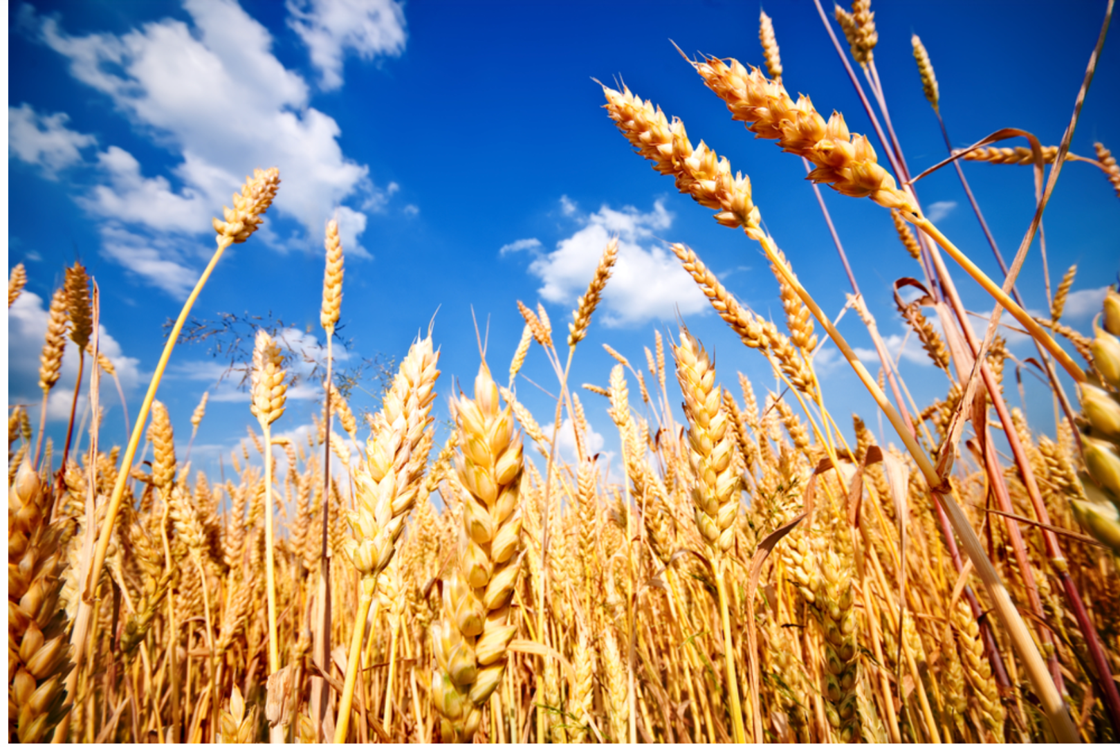 Hello, I am selling my 3rd and 4th grade wheat from the producer, a natural, ecological product, the price can be negotiated individually