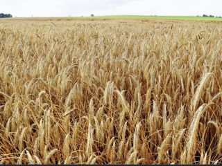 I will sell a very good quality hybrid rye,