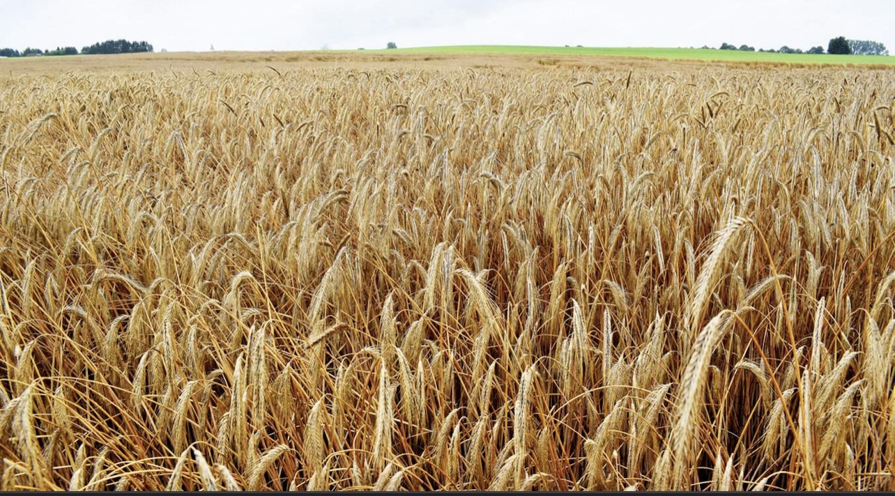 I will sell a very good quality hybrid rye, I have 75 t for sale, rr invoice, transport on my own or to be agreed, for more information, please write or call