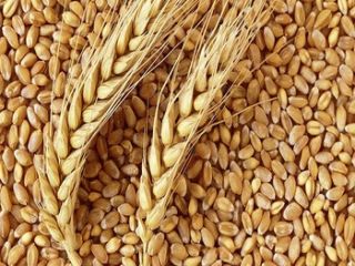 Wheat Available Daily. Price negotiable depending on tonnages (*Price