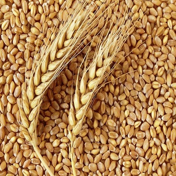 Wheat Available Daily