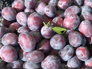 Welcome, we are selling plums of the Amers Wizjon