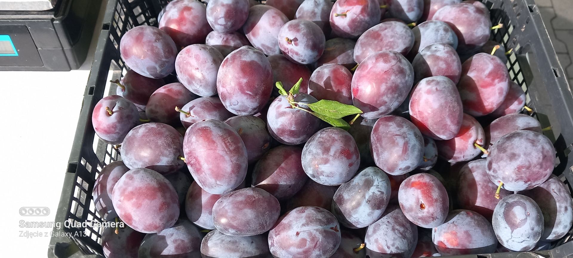 Welcome, we are selling plums of the Amers Wizjon variety, President, a small ecological orchard