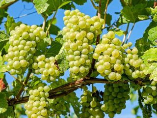 I am selling table and wine grapes produced in