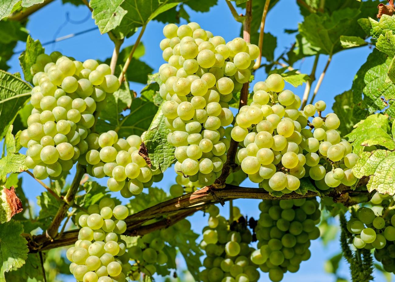 I am selling table and wine grapes produced in 2022, excellent quality