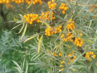 Sea buckthorn frozen BIO with certificate of quality
