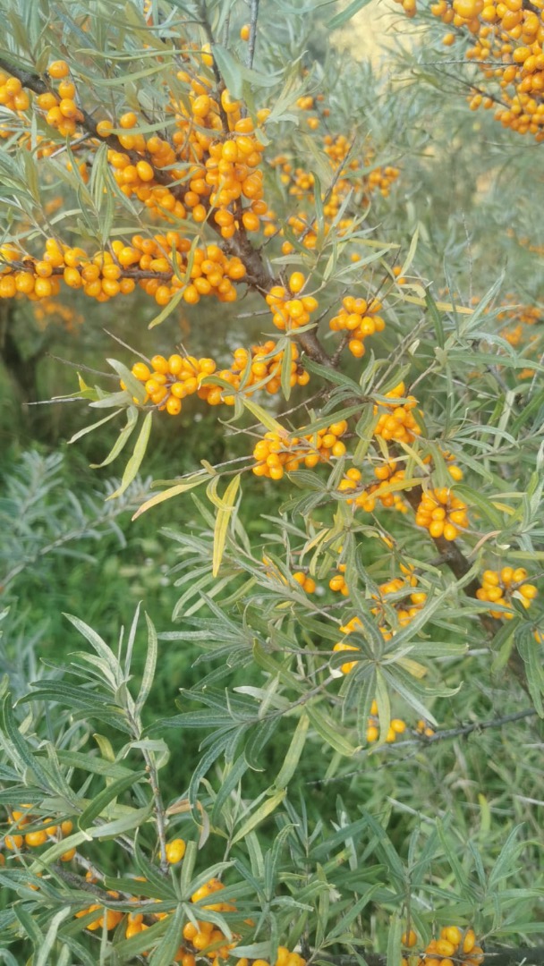 Sea buckthorn frozen BIO with certificate of quality