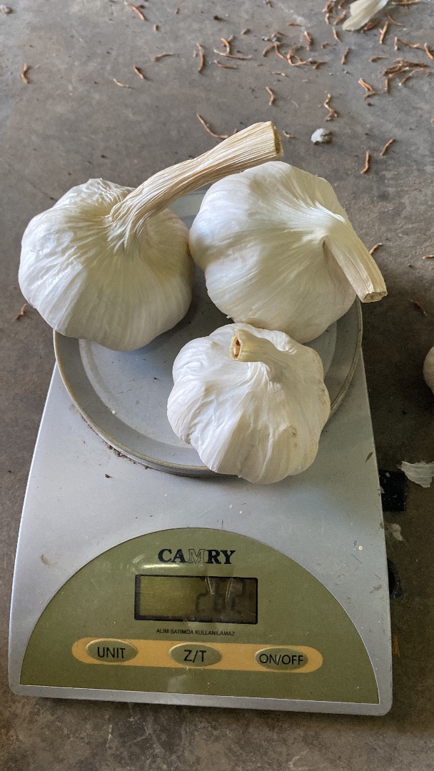 From 5mm+ To 7mm- Turkish hight quality white garlic to GB and EU Min