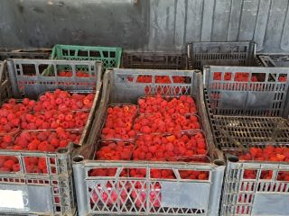 I sell organic raspberries no treatment, no fertilizer grown