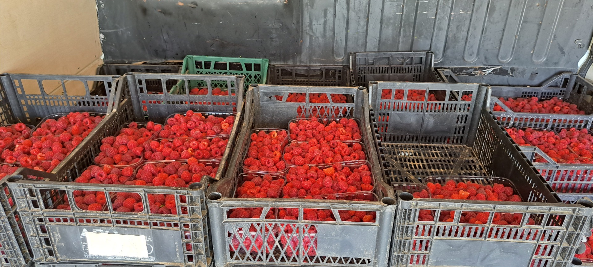 I sell organic raspberries no treatment, no fertilizer grown in hills at a height of 500 m in Moldova