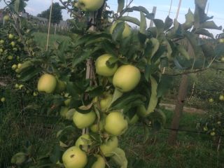 Gala schniga for sale about 150 t Golden delicious