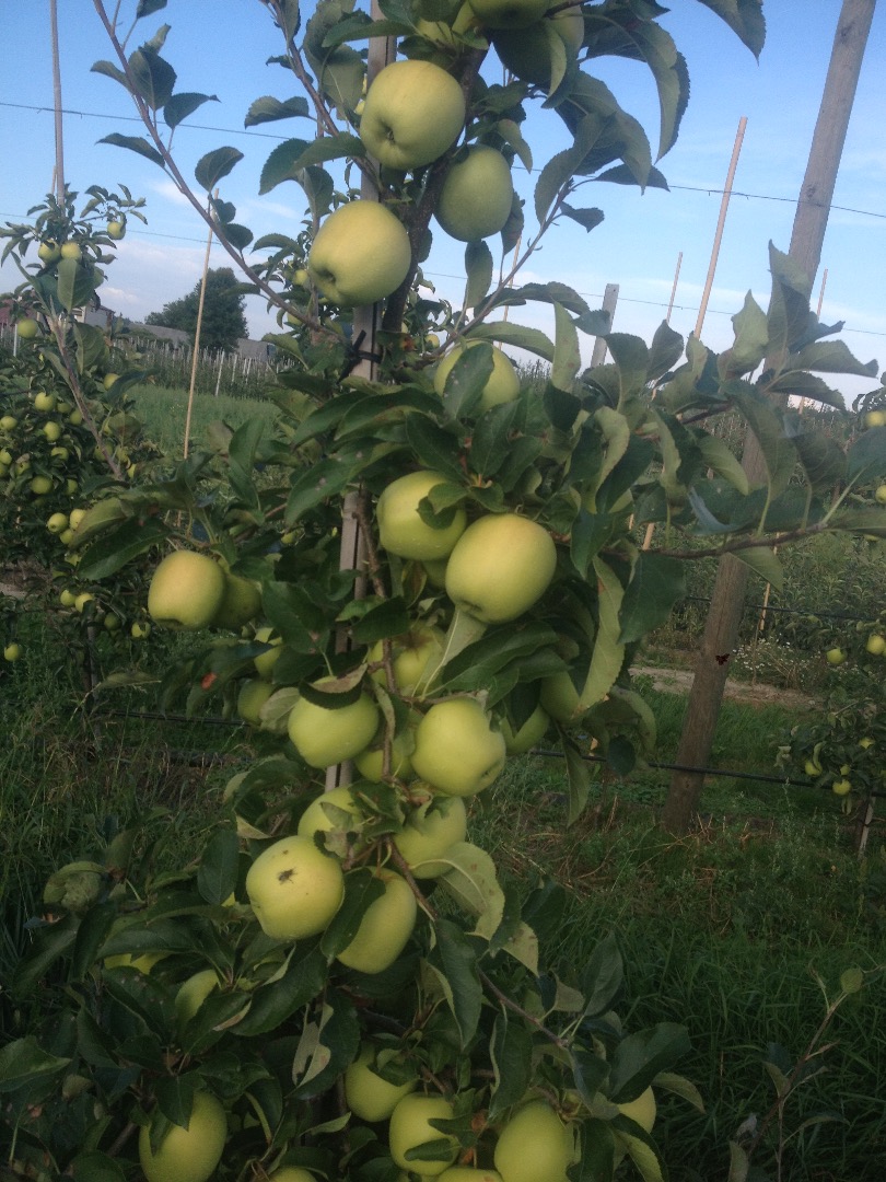 Gala schniga for sale about 150 t Golden delicious 100 t Red cap and other