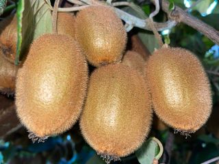 Agricultural producer has organized a 100% organic farm, which