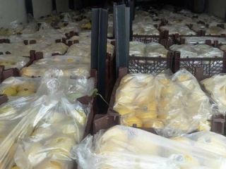 Considering the capacity of our dear country Iran, Lemona